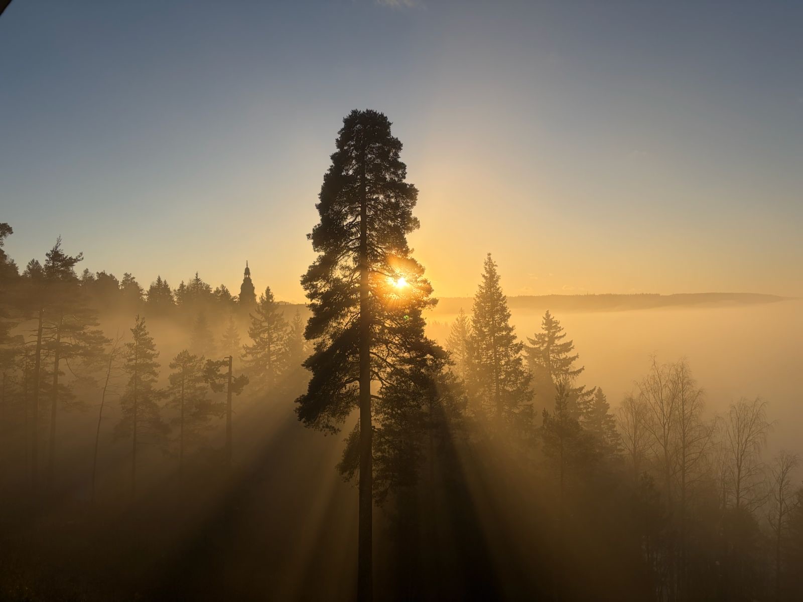 Morgensol gjennom tåke og furuskog